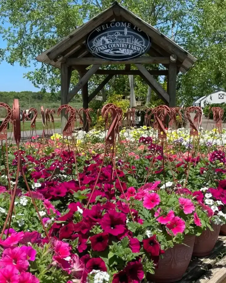 Flowers for days at Fink's Country Farm